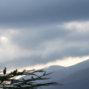 2015-10-16 - Zwarte Ibissen als silhouet in de boom<br/>Koboko Lodge - Arusha - Tanzania<br/>Canon EOS 7D Mark II - 260 mm - f/4.0, 1/320 sec, ISO 640