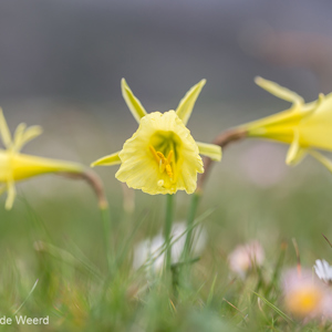 2015-05-01 - Narcissus 'Grand Primo Citronière' of Narcissus Citrinus<br/>Picos de Europa - Cagnas de Onis - Spanje<br/>Canon EOS 5D Mark III - 100 mm - f/5.0, 1/320 sec, ISO 200