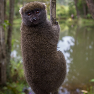 2013-07-25 - Oostelijke grijze halfmaki / Gray bamboo lemur (Hapalemur griseu<br/>Vakoma Lodge - Andasibe - Madagaskar<br/>Canon EOS 7D - 32 mm - f/4.0, 0.01 sec, ISO 400