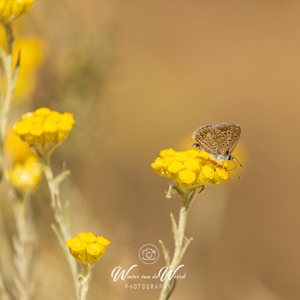 2023-04-25 - Vlindertje op gele bloem<br/>Wandeling Los Molinos del Rio Ag - El Rio de Aguas - Spanje<br/>Canon EOS R5 - 400 mm - f/5.6, 1/1600 sec, ISO 400