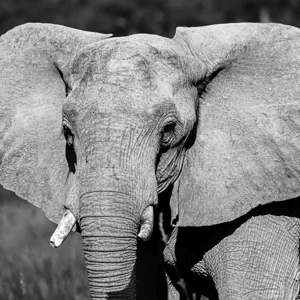 2024-05-02 - Imposante kop<br/>Moremi Game Reserve - Kwai (Okavango Delta) - Botswana<br/>Canon EOS R6m2 - 400 mm - f/7.1, 1/500 sec, ISO 200