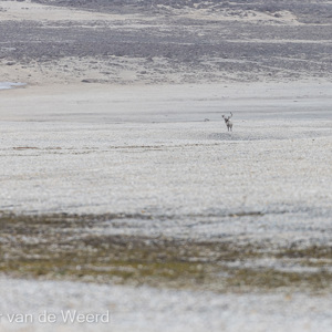 2022-07-18 - Rendier in kale landschap<br/>Torellneset - Spitsbergen<br/>Canon EOS R5 - 400 mm - f/5.6, 1/2000 sec, ISO 400