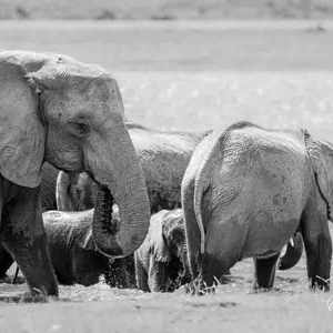 2024-04-28 - Olifanten familie in het water - in zwart-wit<br/>Chobe NP - Muchenje - Botswana<br/>Canon EOS R6m2 - 400 mm - f/5.6, 1/400 sec, ISO 500