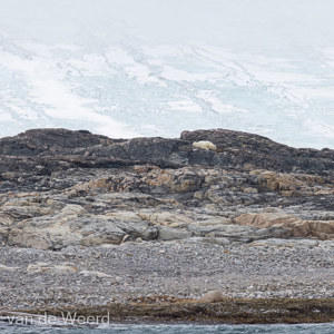 2022-07-17 - Spot de ijsbeer! (hint: soort wiite steen)<br/>Kvitoya - Spitsbergen<br/>Canon EOS R5 - 400 mm - f/8.0, 1/1600 sec, ISO 1250