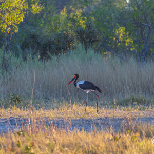 2024-05-02 - Zadelbekooievaar (Ephippiorhynchus senegalensis)<br/>Moremi Game Reserve - Kwai (Okavango Delta) - Botswana<br/>Canon EOS R6m2 - 400 mm - f/7.1, 1/400 sec, ISO 1000
