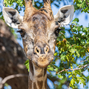 2024-04-27 - Prachtige giraffenkop<br/>Onderweg - Kasane - Chobe NP<br/>Canon EOS R5 - 400 mm - f/6.3, 1/400 sec, ISO 320