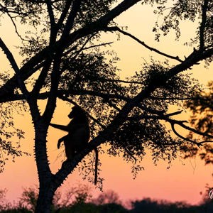 2024-04-27 - Baviaan in avondlicht<br/>Chobe NP - Muchenje - Botswana<br/>Canon EOS R6m2 - 300 mm - f/6.3, 1/320 sec, ISO 1250