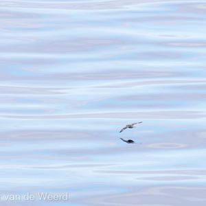 2022-07-20 - Noordse stormvogel zwevend boven de fraaie zee<br/>Spitsbergen<br/>Canon EOS R5 - 400 mm - f/5.6, 1/2500 sec, ISO 800