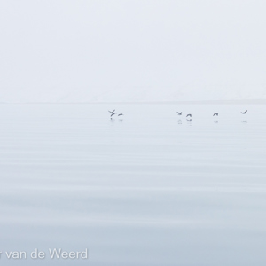 2022-07-19 - Onwerkelijk rustige omstandigheden<br/>Torellneset - Spitsbergen<br/>Canon EOS R5 - 100 mm - f/5.6, 1/5000 sec, ISO 1250