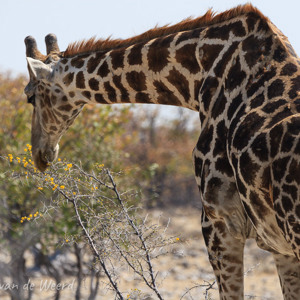 2007-08-19 - De giraffen zijn eigenlijk te groot...<br/>Etosha NP - Namibie<br/>Canon EOS 30D - 400 mm - f/8.0, 1/800 sec, ISO 200
