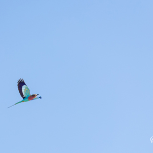 2024-04-30 - Scharrelaar in vlucht<br/>Kala Camp - Okavango Delta - Botswana<br/>Canon EOS R6m2 - 400 mm - f/7.1, 1/400 sec, ISO 500