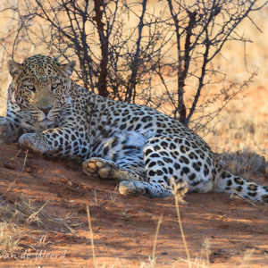 2007-08-22 - Luipaard (genaamd TJ)<br/>Okonjima Lodge / Africat Foundat - Otjiwarongo - Namibie<br/>Canon EOS 30D - 400 mm - f/5.6, 1/200 sec, ISO 200