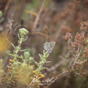2023-04-22 - Klein christusdoornblauwtje<br/>Wandeling bij Centro de visitant - Retamar - Cabo de Gata - Spanje<br/>Canon EOS R5 - 371 mm - f/5.6, 1/1000 sec, ISO 800
