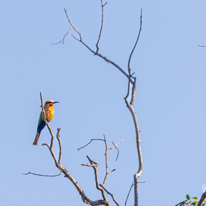 2024-04-27 - Witkapbijeneter - white-fronted bee eater<br/>Zambezi rivier - Victoria Falls - Zimbabwe<br/>Canon EOS R5 - 400 mm - f/7.1, 1/500 sec, ISO 320