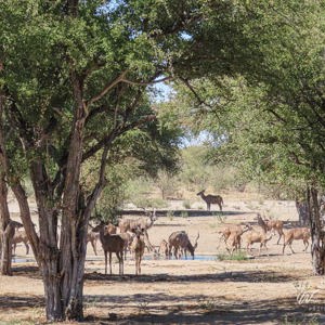 2024-05-06 - De waterpoel bij ons camp werd erg druk bezocht<br/>Deception Valley Lodge - Central Kalahari Game Reserve - Botswana<br/>Canon PowerShot SX70 HS - 27.1 mm - f/5.0, 1/640 sec, ISO 100