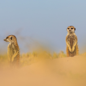 2024-05-04 - De eerste zonnestralen, lekker opwarmen<br/>Makgadikgadi NP - Gweta - Botswana<br/>Canon EOS R6m2 - 263 mm - f/7.1, 1/400 sec, ISO 160