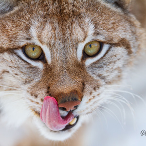 2011-02-10 - Portret van een Lynx<br/>Ranua Wildlife Park - Ranua - Finland<br/>Canon EOS 7D - 420 mm - f/4.0, 1/250 sec, ISO 200