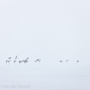 2022-07-19 - Kortbekzeekoeten boven de spiegelgladde zee<br/>Torellneset - Spitsbergen<br/>Canon EOS R5 - 400 mm - f/7.1, 1/1250 sec, ISO 800