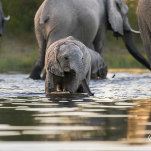 2024-05-02 - Er waren overal best veel kleine olifantjes<br/>Kwai rivier - Kwai (Okavango Delta) - Botswana<br/>Canon EOS R5 - 400 mm - f/6.3, 1/640 sec, ISO 6400