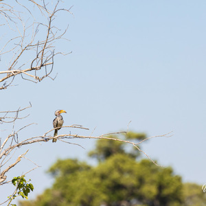 2024-05-02 - Zuidelijke geelsnaveltok (Tockus leucomelas)<br/>Moremi Game Reserve - Kwai (Okavango Delta) - Botswana<br/>Canon EOS R6m2 - 400 mm - f/5.6, 1/1250 sec, ISO 400