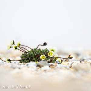 2022-07-18 - Paar kleine mini bloemetjes<br/>Torellneset - Spitsbergen<br/>Canon EOS R5 - 349 mm - f/5.6, 1/1600 sec, ISO 400