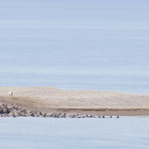 2022-07-19 - Walrus-stampede, veroorzaakt door de ijsbeer<br/>Torellneset - Spitsbergen<br/>Canon EOS R5 - 400 mm - f/5.6, 1/1600 sec, ISO 1250