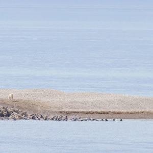 2022-07-19 - Walrus-stampede, veroorzaakt door de ijsbeer<br/>Torellneset - Spitsbergen<br/>Canon EOS R5 - 400 mm - f/5.6, 1/1600 sec, ISO 1250
