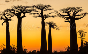 Madagaskar