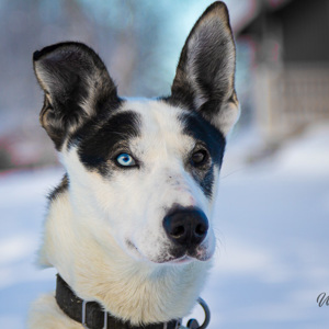 2011-02-09 - Husky met blauw en bruin oog<br/>Finn Jan Huskyfarm - Jurmu - Finland<br/>Canon EOS 7D - 105 mm - f/4.0, 1/250 sec, ISO 200