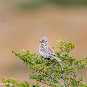 2016-12-18 - Roodkraaggors<br/>Martial Gletsjer - Ushuaia - Argentinië<br/>Canon EOS 5D Mark III - 280 mm - f/4.0, 1/800 sec, ISO 800