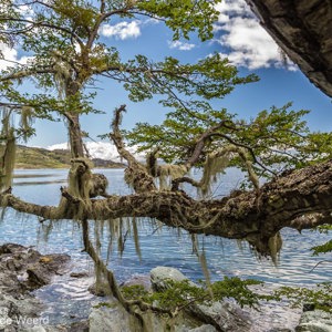 2016-12-19 - De mossen aan de boom zijn fraai<br/>Parque Nacional Tierra del Fuego - Ushuaia - Argentinië<br/>Canon EOS 5D Mark III - 24 mm - f/8.0, 1/160 sec, ISO 400