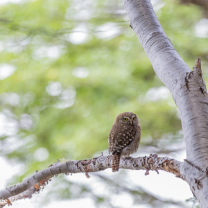 2016-12-19 - Magelhaen-dwerguil<br/>Parque Nacional Tierra del Fuego - Ushuaia - Argentinië<br/>Canon EOS 5D Mark III - 400 mm - f/5.6, 1/160 sec, ISO 1600