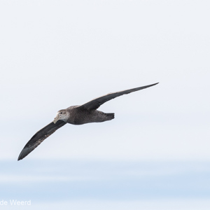 2016-12-21 - Zuidelijke reuzenstormvogel<br/>Onderweg naar de Falkland Eiland - Ushuaia - Argentinië<br/>Canon EOS 7D Mark II - 260 mm - f/7.1, 1/2500 sec, ISO 640