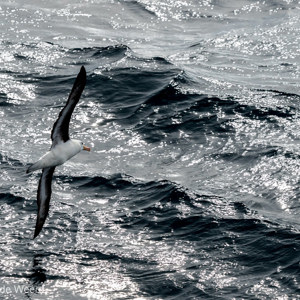2016-12-21 - Wenkbrauwalbatros boven zee<br/>Onderweg naar de Falkland Eiland - Ushuaia - Argentinië<br/>Canon EOS 7D Mark II - 260 mm - f/8.0, 1/2500 sec, ISO 640
