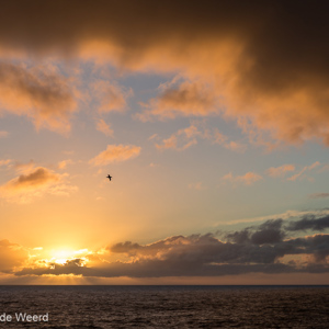 2016-12-21 - Zuidelijke reuzenstormvogel bij zonsondergang<br/>Onderweg naar de Falkland Eiland - Ushuaia - Argentinië<br/>Canon EOS 5D Mark III - 62 mm - f/8.0, 1/320 sec, ISO 200
