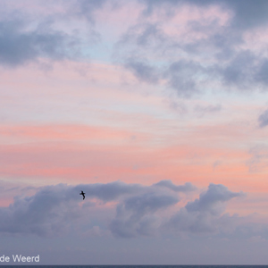2016-12-21 - Zuidelijke reuzenstormvogel bij zonsondergang<br/>Onderweg naar de Falkland Eiland - Ushuaia - Argentinië<br/>Canon EOS 5D Mark III - 90 mm - f/8.0, 0.01 sec, ISO 800