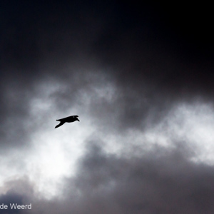 2016-12-21 - Zuidelijke reuzenstormvogel in zwart-wit<br/>Onderweg naar de Falkland Eiland - Ushuaia - Argentinië<br/>Canon EOS 5D Mark III - 200 mm - f/4.0, 1/500 sec, ISO 1600