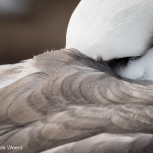 2016-12-22 - Intiem portret van een Wenkbrauwalbatros<br/>West Point Island - Falkland eilanden - Verenigd Koninkrijk<br/>Canon EOS 7D Mark II - 400 mm - f/5.6, 1/5000 sec, ISO 1250
