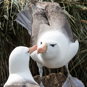 2016-12-22 - Even snavelen als begroeting<br/>West Point Island - Falkland eilanden - Verenigd Koninkrijk<br/>Canon EOS 7D Mark II - 200 mm - f/5.6, 1/2500 sec, ISO 800