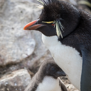 2016-12-22 - Zuidelijke rotspinguïn (rotsspringer) met jong<br/>West Point Island - Falkland eilanden - Verenigd Koninkrijk<br/>Canon EOS 7D Mark II - 260 mm - f/5.6, 1/2500 sec, ISO 1600