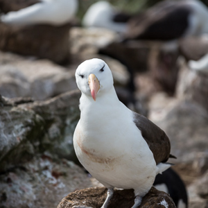 2016-12-22 - Is er wat te zien of zo?<br/>West Point Island - Falkland eilanden - Verenigd Koninkrijk<br/>Canon EOS 5D Mark III - 200 mm - f/2.8, 1/5000 sec, ISO 200