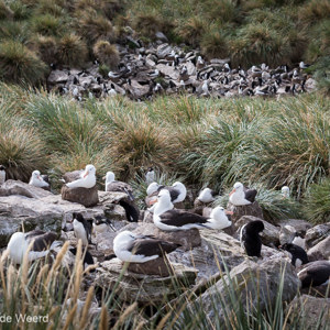 2016-12-22 - In totaal zijn hier ongeveer 13.000 wenkbrauwalbatrossen<br/>West Point Island - Falkland eilanden - Verenigd Koninkrijk<br/>Canon EOS 5D Mark III - 70 mm - f/8.0, 1/320 sec, ISO 200