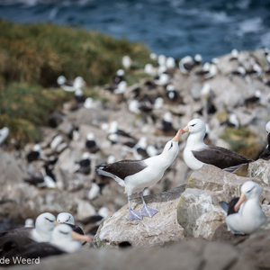 2016-12-22 - Snavelen als begroeting<br/>West Point Island - Falkland eilanden - Verenigd Koninkrijk<br/>Canon EOS 5D Mark III - 200 mm - f/3.5, 1/3200 sec, ISO 200