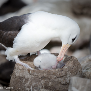 2016-12-22 - Liefdevol wordt het kleine albatrosje verzorgd<br/>West Point Island - Falkland eilanden - Verenigd Koninkrijk<br/>Canon EOS 5D Mark III - 200 mm - f/2.8, 1/6400 sec, ISO 200