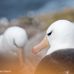2016-12-22 - Over de gele jas heen gefotografeerd<br/>West Point Island - Falkland eilanden - Verenigd Koninkrijk<br/>Canon EOS 7D Mark II - 180 mm - f/5.6, 1/2000 sec, ISO 250