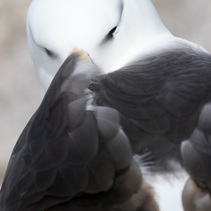 2016-12-22 - Bij het slapen staken ze de snavel tussen de veren<br/>West Point Island - Falkland eilanden - Verenigd Koninkrijk<br/>Canon EOS 7D Mark II - 300 mm - f/5.6, 1/4000 sec, ISO 400