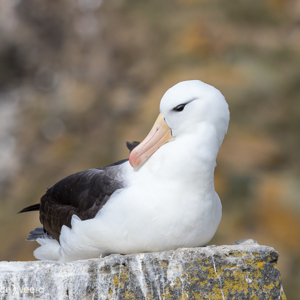 2016-12-22 - Wenkbrauwalbatros met kleurige achtergrond<br/>West Point Island - Falkland eilanden - Verenigd Koninkrijk<br/>Canon EOS 7D Mark II - 275 mm - f/5.6, 1/4000 sec, ISO 400