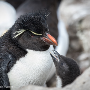2016-12-22 - Bedelend jong van de Rotsspringer pinguïn<br/>West Point Island - Falkland eilanden - Verenigd Koninkrijk<br/>Canon EOS 7D Mark II - 350 mm - f/5.6, 1/4000 sec, ISO 1600