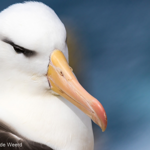 2016-12-22 - Portret van een Wenkbrauwalbatros<br/>West Point Island - Falkland eilanden - Verenigd Koninkrijk<br/>Canon EOS 7D Mark II - 310 mm - f/5.6, 1/4000 sec, ISO 320
