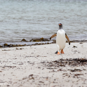 2016-12-22 - Ezelspinguïn aan de wandel<br/>Saunders Island - Falkland eilanden - Verenigd Koninkrijk<br/>Canon EOS 7D Mark II - 200 mm - f/5.6, 1/2500 sec, ISO 800